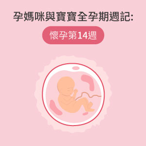 孕媽咪與寶寶全孕期週記 懷孕第14週 Mamaway