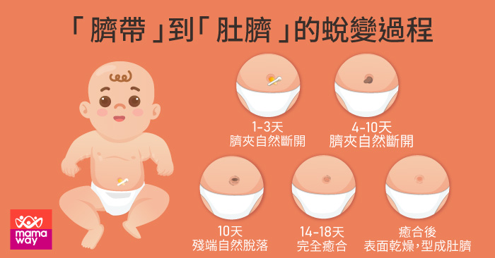 新生兒臍帶到肚臍的蛻變過程及肚臍疾病 Mamaway